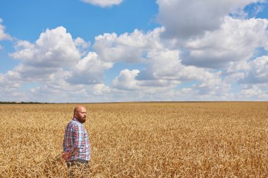 Bir buğday tarlasında duran çiftçi