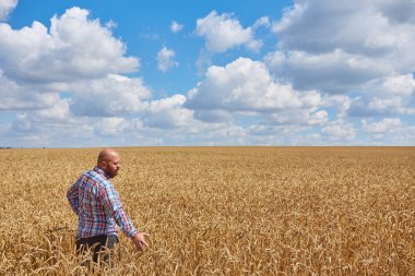 Bir buğday tarlasında duran çiftçi