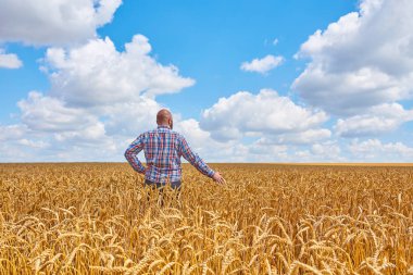 Bir buğday tarlasında duran çiftçi