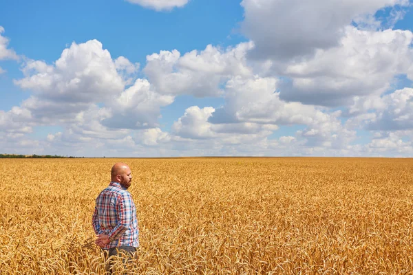 Bauer geht durch ein Weizenfeld — Stockfoto