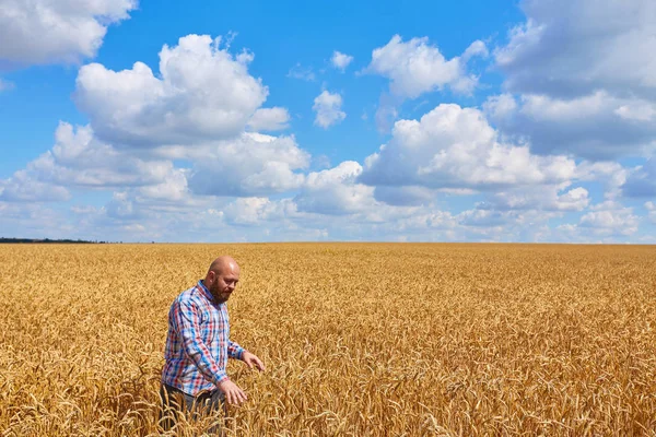 Rolnik stojący na polu pszenicy — Zdjęcie stockowe