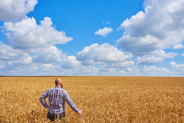 Boer die op een tarweveld staat — Stockfoto