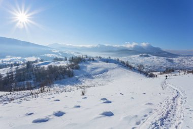 Kış manzarası ile lots-in kar ve ağaçlar