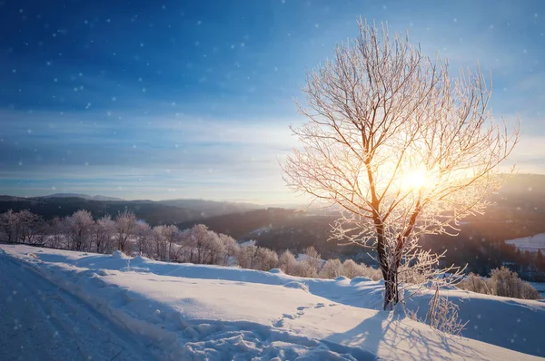 Vinterlandskap med massor av snö och träd — Stockfoto