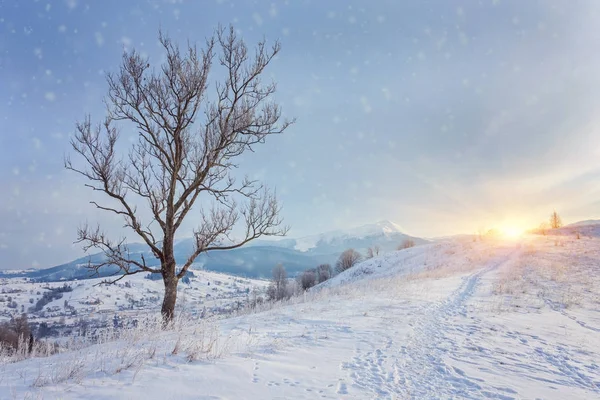 Zimní krajina s množstvím sněhu a stromy — Stock fotografie