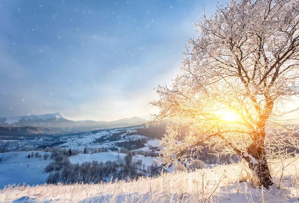 Vinterlandskap med massor av snö och träd — Stockfoto