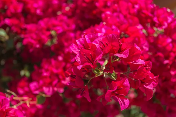 Delonix Regia bloemen. tropische vlam boom — Stockfoto