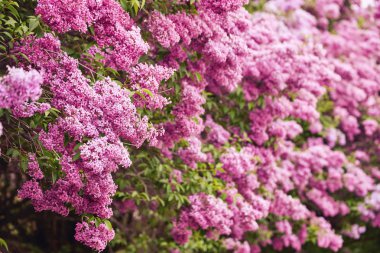 Lila çiçek. Lila closeup güzel bir demet. Yeşil dal w