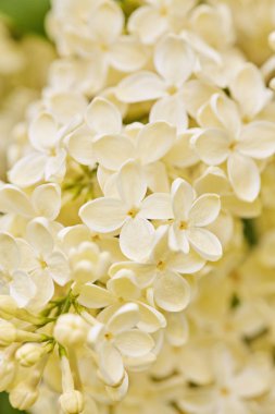 beyaz lila çiçek makro fotoğraf