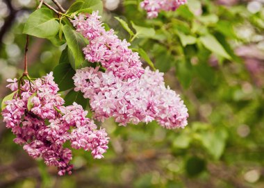 Bahar çiçekleri - Lila çiçek çiçeklenme