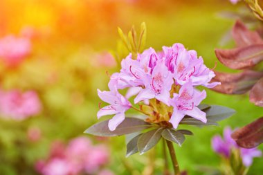 Bahçede açan pembe rhododendron
