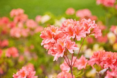 Açık havada içinde çiçek açan turuncu ve sarı renkli ormangülü çiçek 