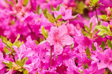 Bahçede açan pembe rhododendron