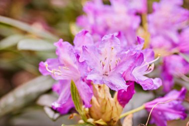 Bahçede açan pembe rhododendron