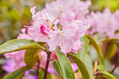 Pembe ormangülü açelya çiçek açan