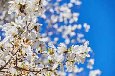 beyaz büyük Manolya