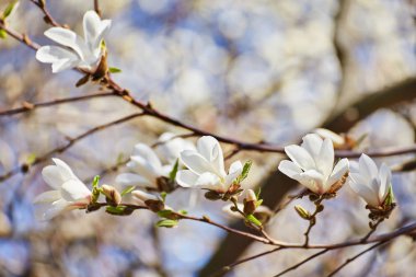 beyaz büyük Manolya