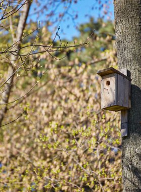 Park ağaç üzerinde asılı kuş yuvası