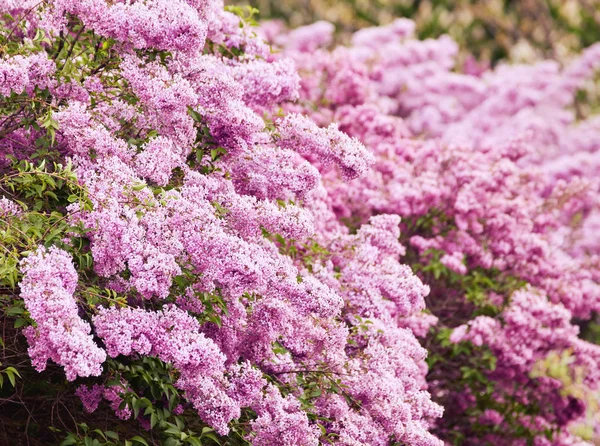 Fleurs printanières - fleurs lilas en fleurs — Photo