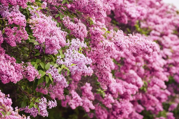 Macro photo de fleurs lilas blanches — Photo