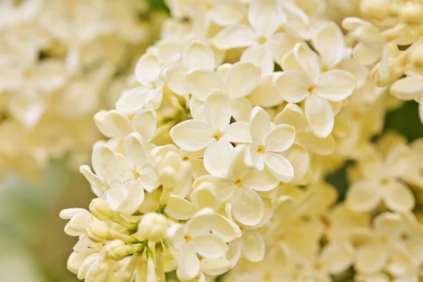 Foto macro de flores lilás brancas — Fotografia de Stock