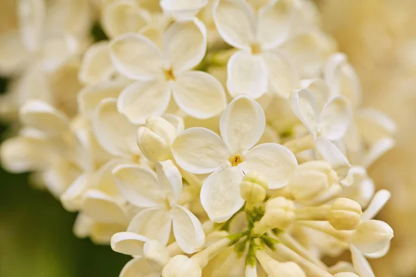 Foto macro de flores lilás brancas — Fotografia de Stock