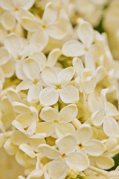 Foto macro de flores lilás brancas — Fotografia de Stock