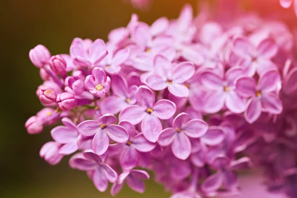 Ευώδη άνθη ιώδη Συρίνα vulgaris. Μικρό βάθος των πεδίων — Φωτογραφία Αρχείου