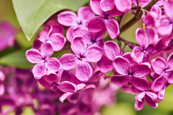 O lilás floresce. Um belo bando de fechamentos lilás. Ramo verde w — Fotografia de Stock