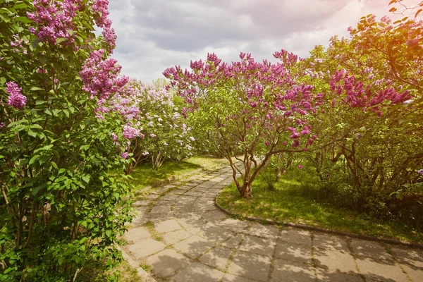 Парк з квітучими бузковими деревами — стокове фото