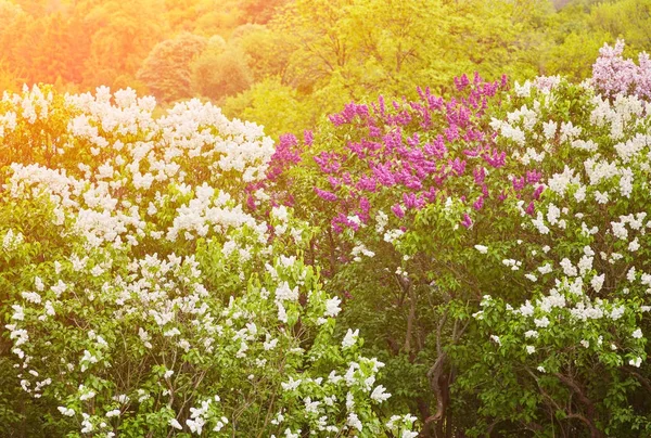 Taman dengan mekar pohon lilac — Stok Foto