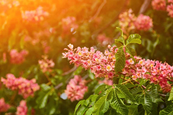 Primavera flor rosa castaño flores — Foto de Stock