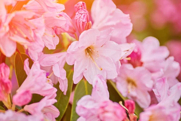 Kvetoucí azalky Růžový rododendron — Stock fotografie