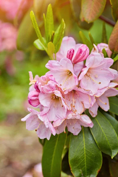 Kwitnienie Azalia Różanecznik różowy — Zdjęcie stockowe