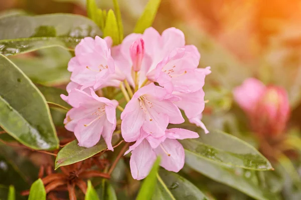 Цветущий розовый рододендрон Азалия — стоковое фото