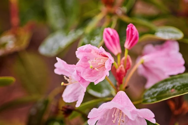 Rosa florescente Rhododendron Azalea — Fotografia de Stock