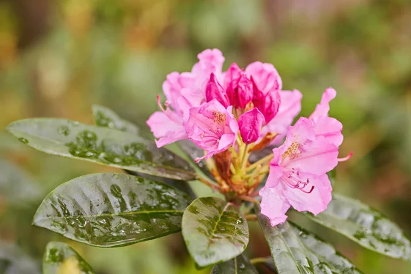 Flor rosa rododendro Azalea —  Fotos de Stock