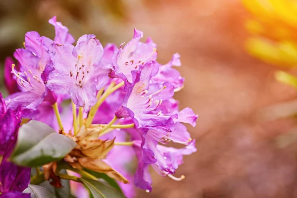 Kvetoucí růžový rododendron v zahradě — Stock fotografie