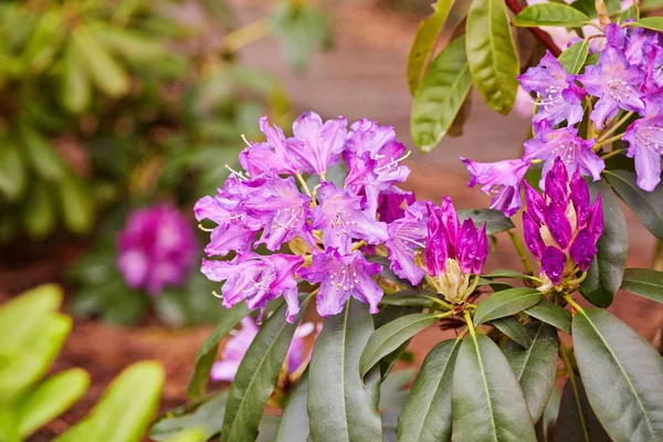 Kwitnący różowy rododendron w ogrodzie — Zdjęcie stockowe