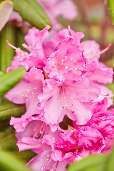 Rosa florescente Rhododendron Azalea — Fotografia de Stock