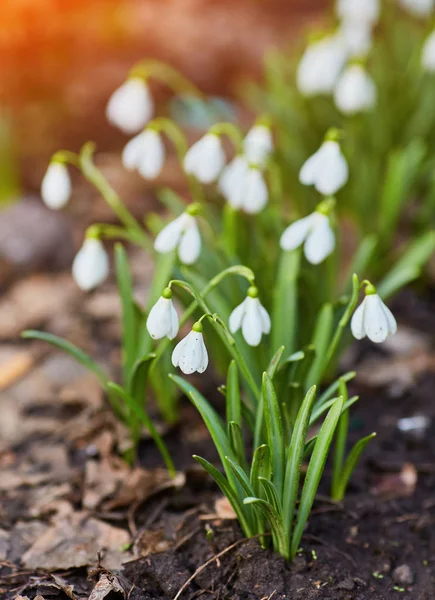 春の雪の花が咲く — ストック写真