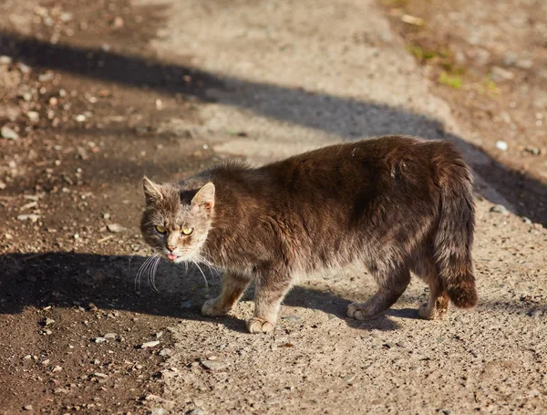 Straßengraue Katze — Stockfoto
