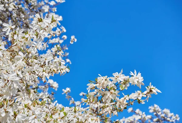 White magnolia flowering background. Botanical background. — Stock Photo, Image