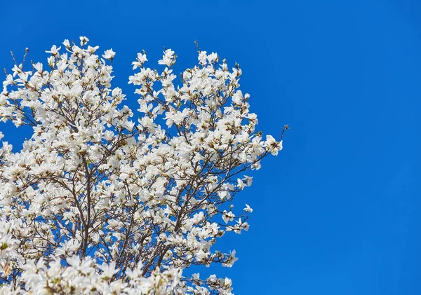 White magnolia flowering background. Botanical background. — Stock Photo, Image