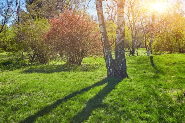 Árboles del bosque de primavera. naturaleza madera verde — Foto de Stock