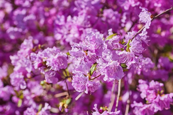 Kvetoucí růžový rododendron v zahradě — Stock fotografie