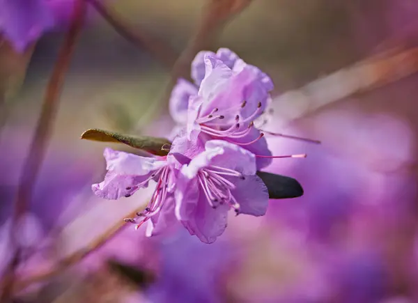 Kwitnący różowy rododendron w ogrodzie — Zdjęcie stockowe