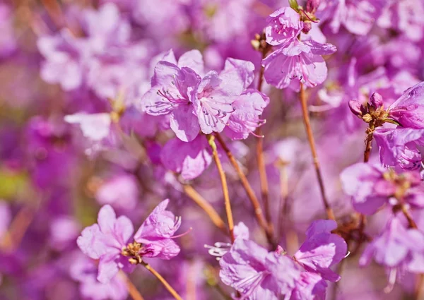 Kvetoucí růžový rododendron v zahradě — Stock fotografie