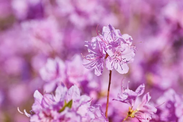 Kvetoucí růžový rododendron v zahradě — Stock fotografie