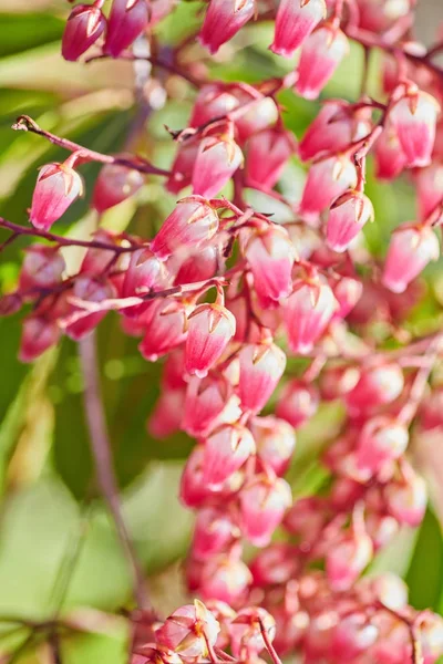 Erica gracilis. Rosa campanilla brezo brillando flores — Foto de Stock